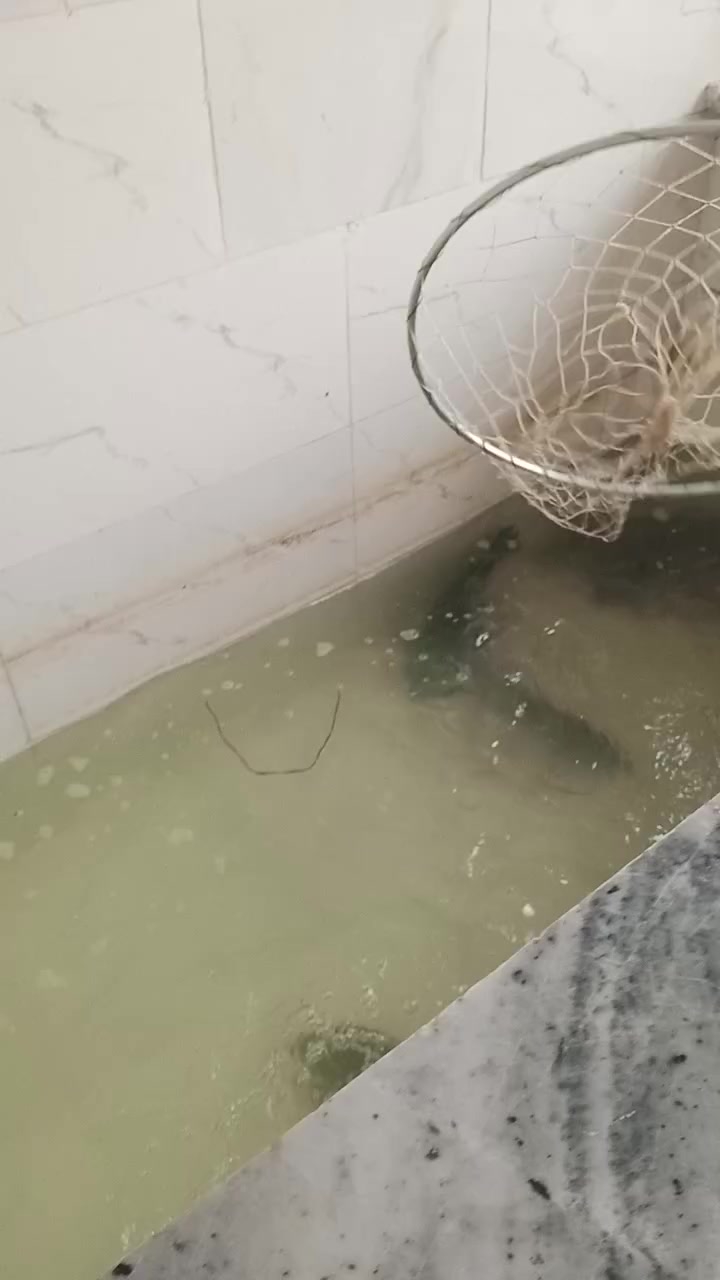 اللهم صلِّ على محمد وآل محمد

تم افتتاح علوة مخضر وسمج ودجاج وشوي وقصابه طه ابو يوسف حي فرات السوك مقابل جامع الفرات ومجاور مدرسه الطبري نورونه موجود كلشي وكلاشي وكله يوم بيومه ولتوفيق من الله   وهاذ رقم بي واتساب ***********
