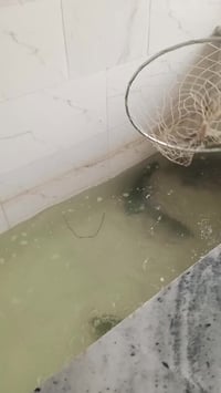 اللهم صلِّ على محمد وآل محمد  تم افتتاح علوة مخضر وسمج ودجاج وشوي وقصا...