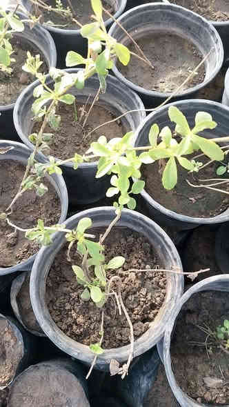 بسم الله الرحمن الرحيم
يعلن مشتل ومختبرالشاهين الزراعي 
🌿 متوفر الآن شتلات نسيجية من نبات الاستيفيا – بديل السكر الطبيعي 🌿
لاصحاب المشاريع الزراعيه وطلاب الدراسات ممكن توفير كميات بعد الأنفاق 

هل تريد بديل صحي وطبيعي للسكر؟
نوفر لكم شتلات استيفيا نسيجية عالية الجودة، سريعة النمو ومناسبة لزراعة الحدائق والمزارع وحتى الأواني المنزلية.

✨ مميزات نبات الاستيفيا:

أحلى من السكر بأكثر من 20 مرة

بديل صحي لمرضى السكري

قليل السعرات وممتاز للحمية

نبات اقتصادي وسهل العناية ومناسب لأجواء العراق

📍 متوفر الآن في مشتلنا – الكمية محدودة

للاستفسار والحجز:
📞 ***********

---
