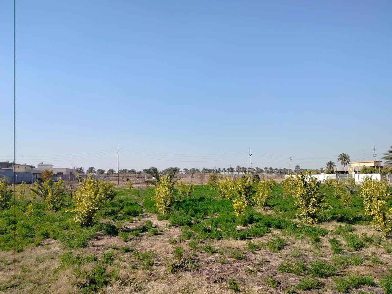 قطعه ارض طابو ملك صرف المساحه دونم العنوان التويثه الغربيه تبعد عن شارع العام ٢٠٠متر الارض مخدومه ومزروعه حمضيات وفواكه وقريب على الشارع العام مباشر  وعلى شارع تبليط ركن ومسيجه بسيم بي ارسي ومتوفر كافه الخدمات فيها رقم مبايل ***********
