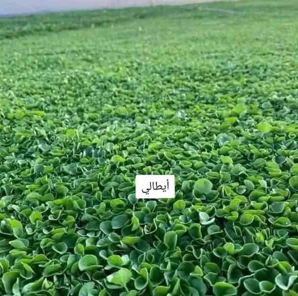 يوج لدينا ثيل طبيعي جميع الانواع وتوصيل مجاني لجميع المحافظات وعمل المرشات وبانسب الاسعار  
لتواصل *********** او واتساب
