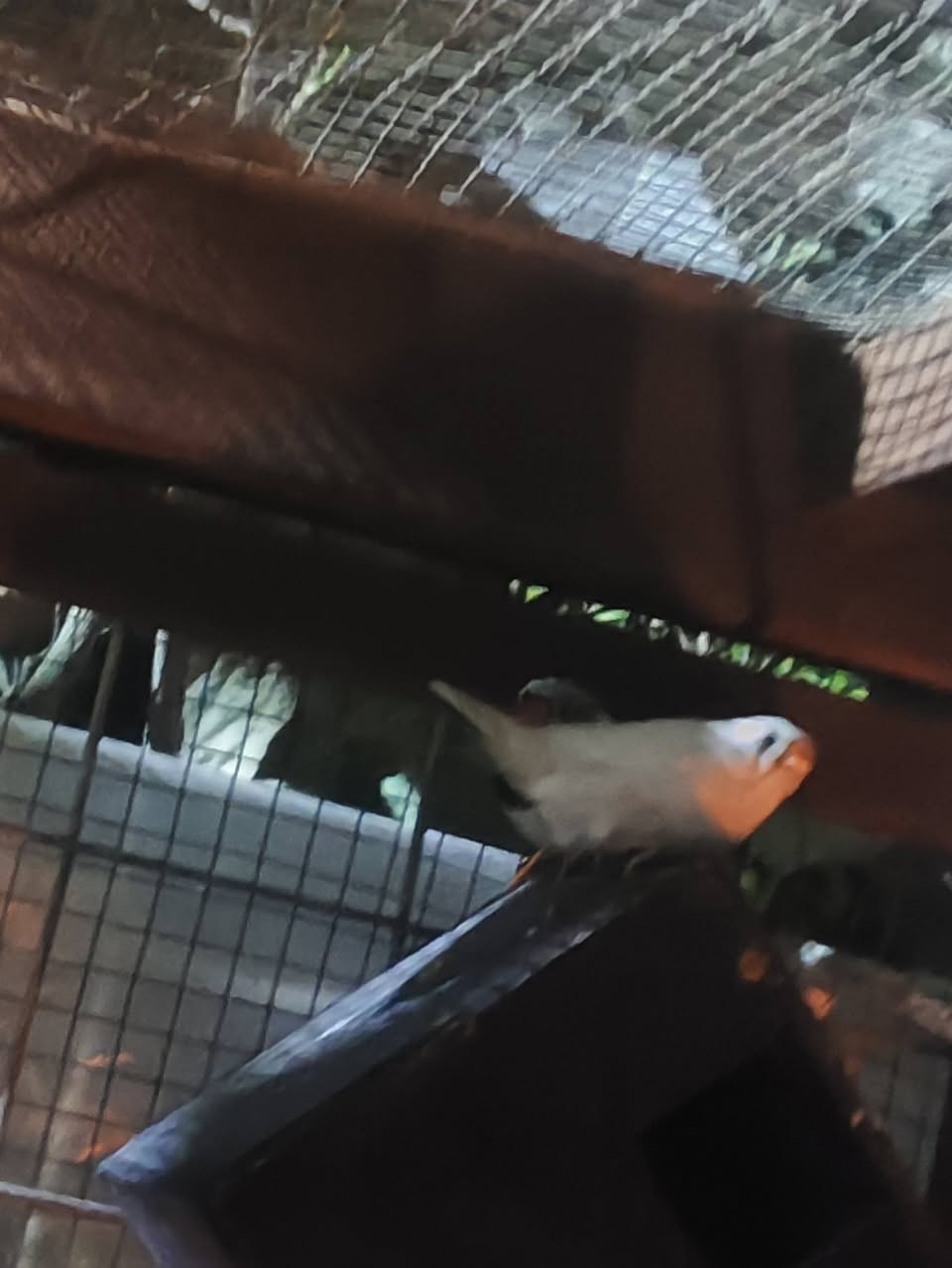 متاح فاخت ملي زوج معا بتاتهن 3
زوج جاوه بلبلي
زوج فنجس سوبر جامبو +ذكر
قضاء المدينه ***********
