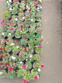 مشتل الأنوار • نباتات زينة • توصيل