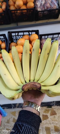 فواكه وخضراوات • محمد الطائي • حي تعليم