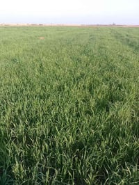 أرض • السايبه قضاء الحي • ٣٠م