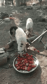 متاح طليان مال ربط عنواني الدور ***********
