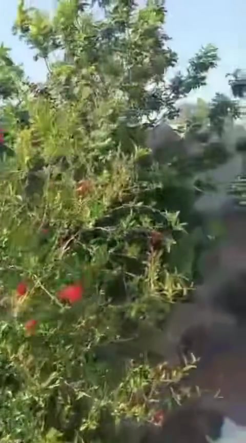 السلام عليكم مزرعه ركن لبيع في الكوت رميله والدبيه مساحتها
٨٦٠ متر واجهية ٢٠ نزال ٤٣ سند ٢٥ تحويل للمشتري فوري
 تقريبا اخر بيوت الرميله والدبيه الأساس مالتهه طابوق وشغل درجه اولى وفوقه لاساس بلوك كما موضح بالفديو ماء زلال وكهرباء ترهم بيت سكن او مشروع للتصال ***********
