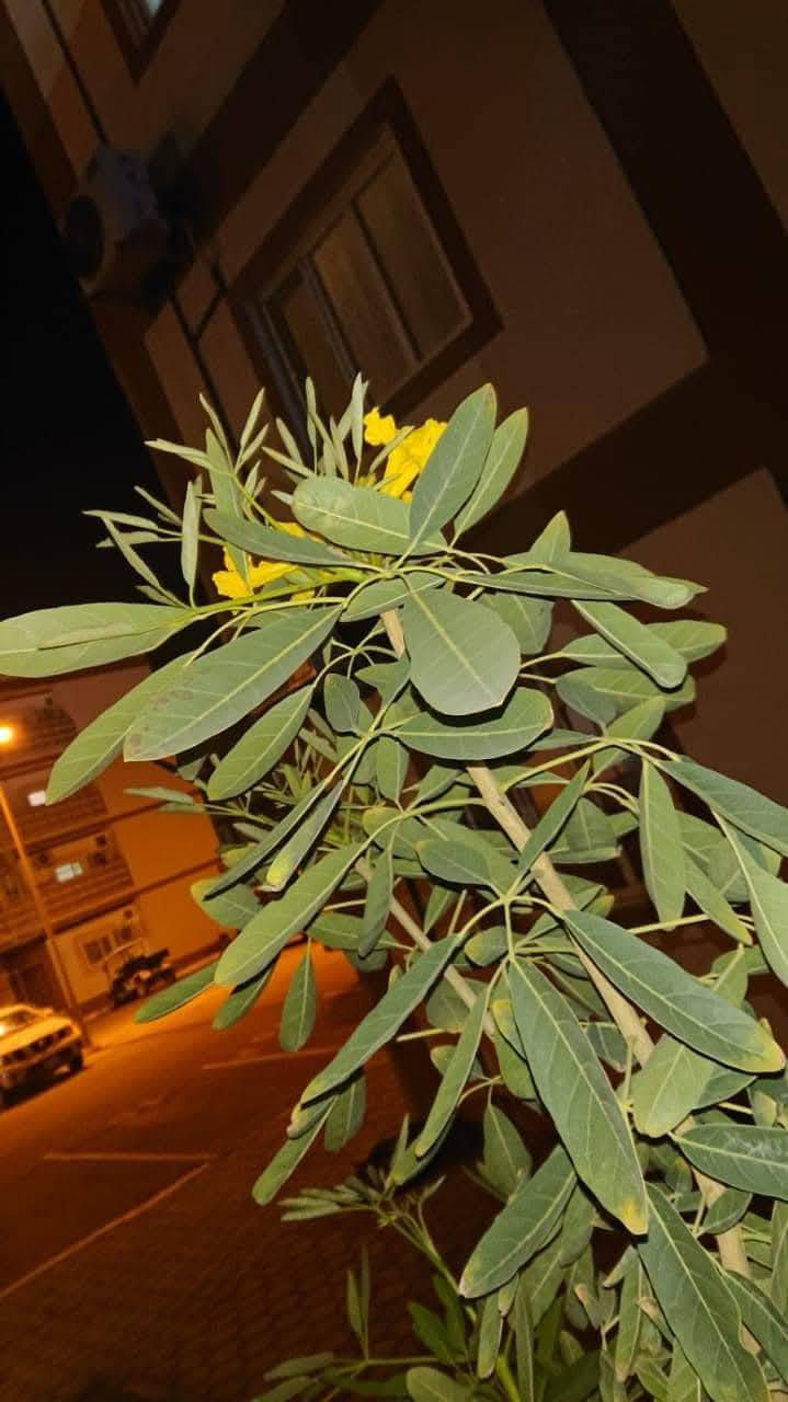 🌳✨ يتوفر الآن في مشتل الشاهين الزراعي
شتلات شجرة التايبوبيا الصفراء الذهبية ✨🌼

من أجمل أشجار الزينة المزهرة التي تتميز بأزهارها الذهبية الكثيفة والمنظر الخلاب وقت التزهير 🌞
تعطي لمسة استوائية فاخرة للحدائق والشوارع والواجهات المنزلية 🌿

🔸 سريعة النمو نسبيًا
🔸 مناسبة لأجواء بغداد والمناطق الحارة
🔸 تزهر بألوان صفراء ذهبية جذابة
🔸 تصلح للحدائق والمتنزهات وأمام المنازل

💰 سعر الشتلة: 6000 دينار فقط

📍العنوان: بغداد – الدورة – الشارع المقابل لعلاوي الرشيد
قرب شركة دجلة للمشروبات الغازية – خلف منطقة أبو دشير

📞 الهاتف وواتساب: ***********

🌱 مشتل الشاهين الزراعي
كل ما تحتاجه من أشجار مثمرة وزينة ونباتات نادرة 🌿
