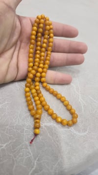 كهرب بولوني • ١٧ غرام • بدون شاهد