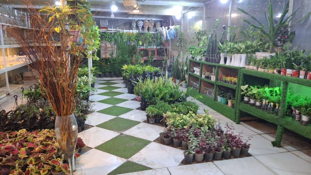 توفرت الآن مجموعة مميزة من النباتات الظلية داخل #مشتل_ملك_الزهور 
أصناف متنوعة 
وأسعار مناسبة 
ذي قار الشطرة شارع العدل قرب البوابة الرئيسية مجاور بلدية الشطرة مقابل مدرسة ذي قار 
تتوفر خدمة توصيل داخل الشطرة فقط


**إذا كنت صاحب هذا الإعلان وتريد حذفه لأي سبب، رجاءا أرسل رسالة إلى الدعم الفني**