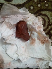 هبهاب دموري • هبهاب افريقي • ديوانية