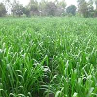 بفضل الله تعالى  تم وصول بذور البونيكام  اعلاف الحيوانات  للطلب: 07824...