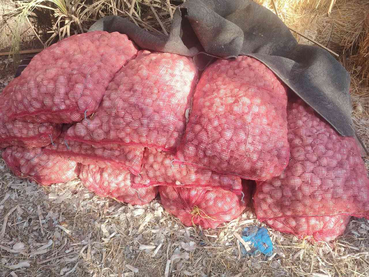بصل فسقه درجه اولى ناعم تجي وتشوف بعينك مكاني بابل سدة الهنديه السعر الاتصال عل رقم ***********
