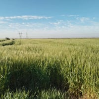 ارض زراعيه للبيع مساحه 200دونم تحتوي عله ١٠دوانم بستان مي متوفر وكهربا...