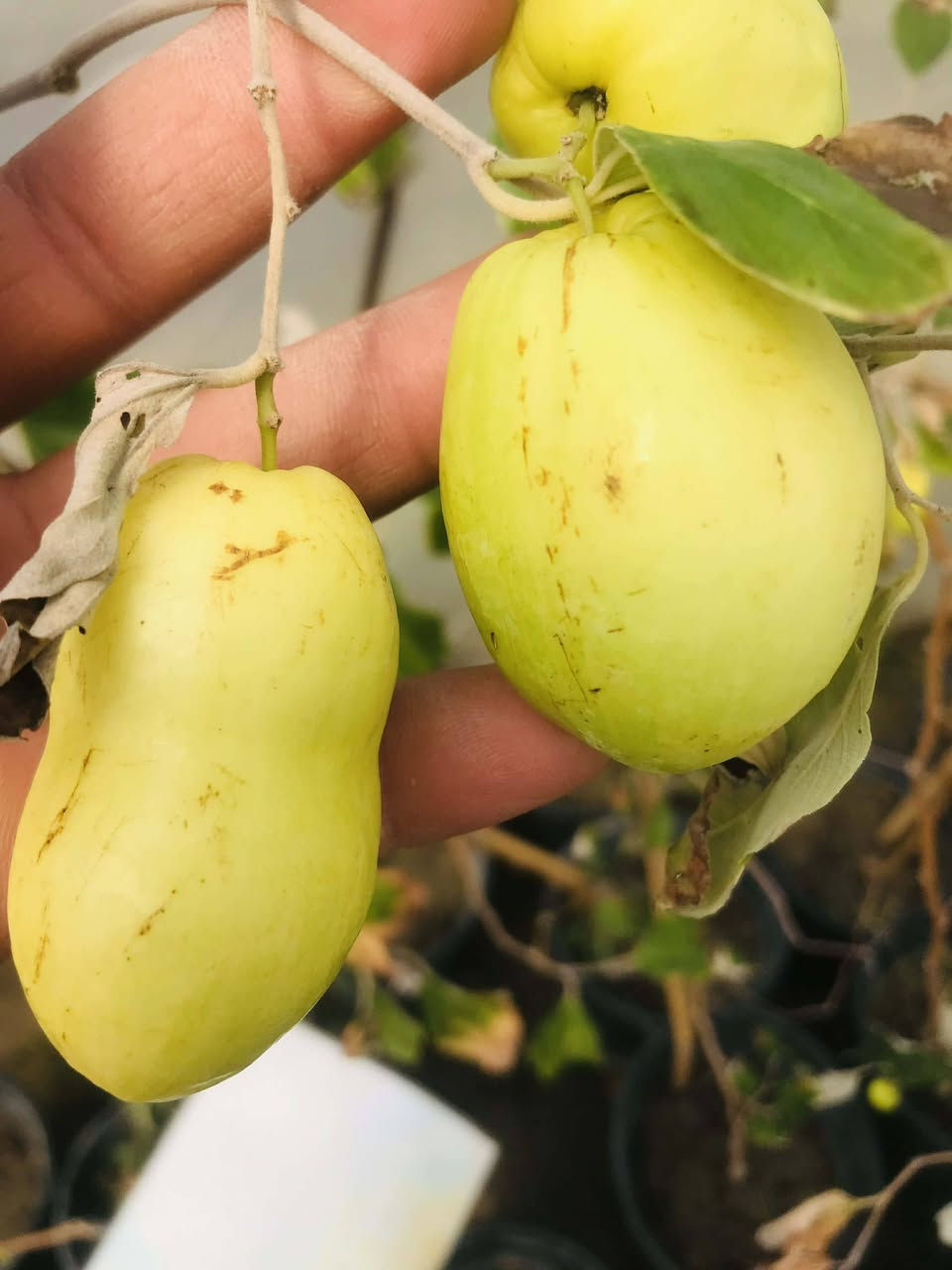 تتوفر جميع اشجار المثمره والزينه
مشمش المحمدي ومشمش القيسي
تفاح الاحمر والاصفر والشربي
كوجه خضره كربلائيه
الو اصفر و احمر
كاكي
فراوله🍓
تكي هندي اسود وابيض
تكي كندي
رمان الامريكي وندرفَل
تين العبيدي السعودي
تين السلطان الاسود
عرموط صيفي 🍐

برتقال
رورنج ونومي حامض
#سدرتفاح وسدر تفاح بصراوي
#سدر عرموط تايلندي
#الي ماعنده امكانيه يشتري شجره زينه او مثمره
يجي ياخدها مني بلاش بثواب الامام الحسين عليه السلام
عنوانا لقاسم  الجربوعيه
***********
