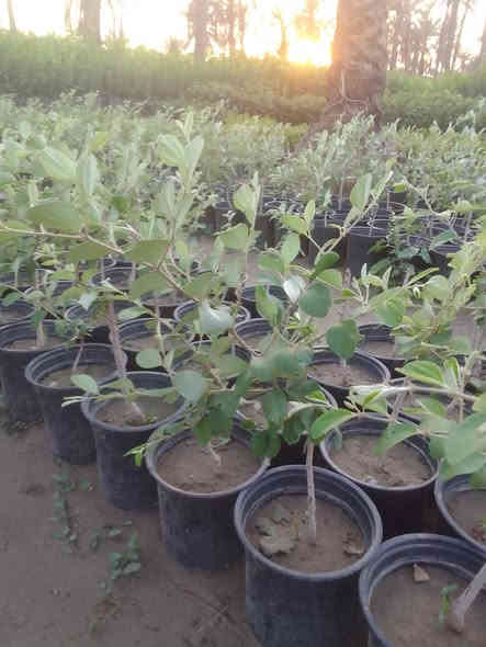 سدر مطعم تفاحي
سندانه 22 الارتفاع من شبر الئ 80سم
عنوان جزيره بغداد السياحيه مقابل البرج 
السعر 3000
جمله فقط 
***********
***********
