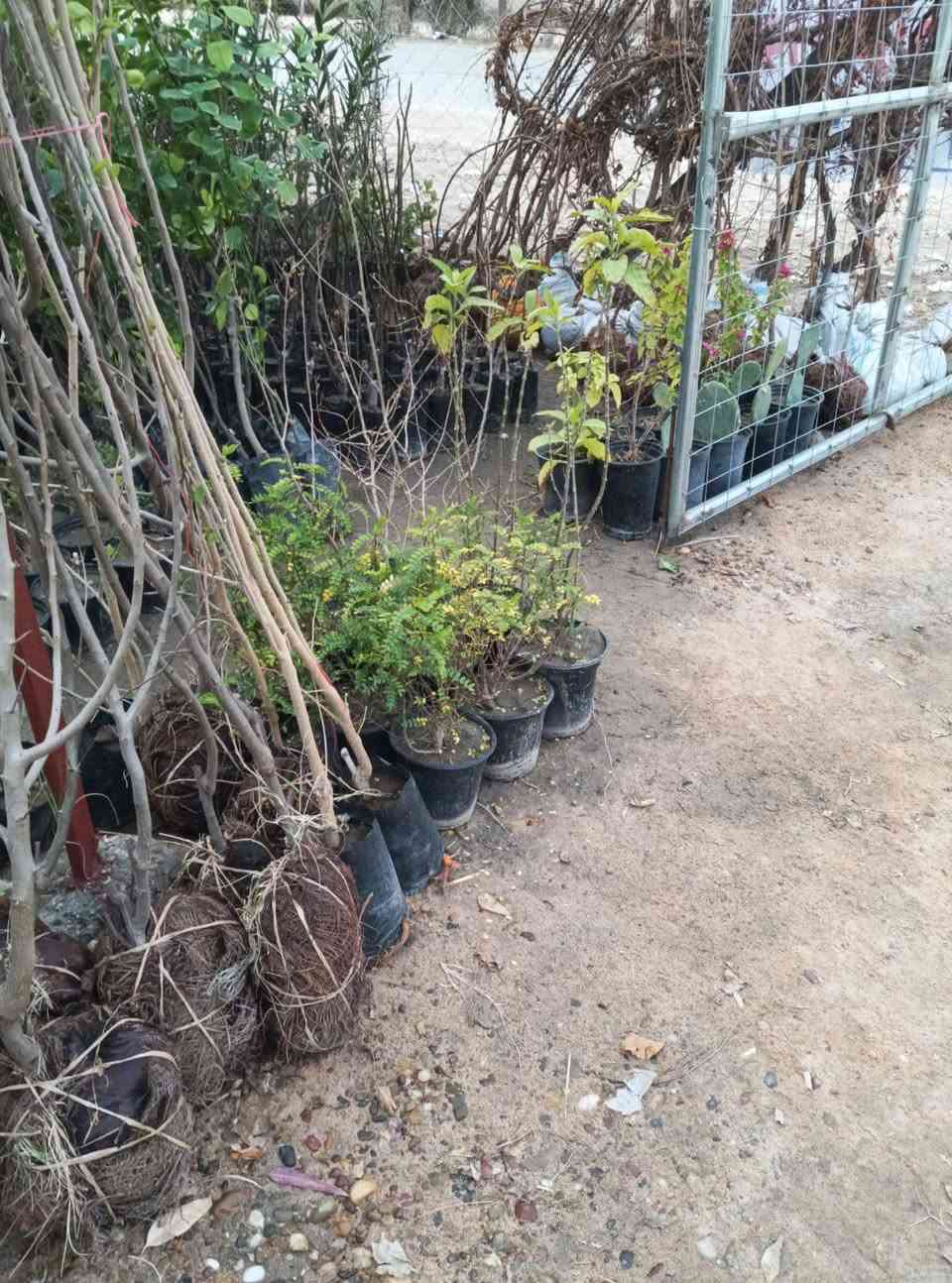 مساء الورد عليكم تحياتي للجميع 🌺
اليوم وصلت وجبه جديده جميع انواع الاشجار🌺

 اهلاً وسهلا  بيكم مشتل يم المام بكر عليه السلام بابل

مشتل نور المرتضى رقم الهاتف بيه واتساب راسلوني وتداللون

***********
