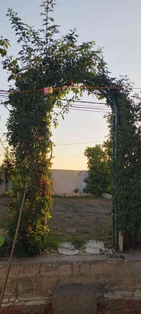 تنظيف حدائق  يحب يتواصل وياي على هذا الرقم07847010507