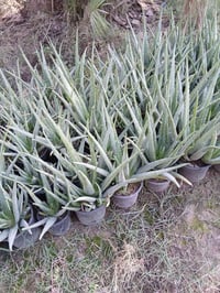 اولفيرا ٢٥٠٠ الراشديه مقابل مستشفى حماد شهاب ٠٧٧٠٥٣٨٠٧٧٢