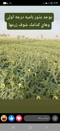 بذور بانيه درجه اولى واحد علئ واحد الاستفسار 07812754743