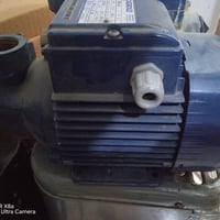 إيطالي • أصلي • ذمه