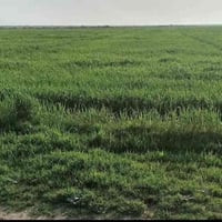 كربلاء الحر الجمالية • ٣٠٠دونم • طابو سند ٢٥