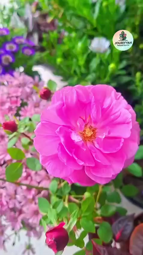 وجبة نباتات خارجية مميزة
التوصيل للكندي الثانية فقط ١٠٠٠
التوصيل مجاني للطلبية الي تعبر ٢٥٠٠٠
#موصل #نباتات #هداياالعيد #هدايا #ديكور #Jouriyyah_plants #استشارات #زراعية


**إذا كنت صاحب هذا الإعلان وتريد حذفه لأي سبب، رجاءا أرسل رسالة إلى الدعم الفني**