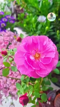 نباتات خارجية • توصيل الكندي الثانية • توصيل مجاني