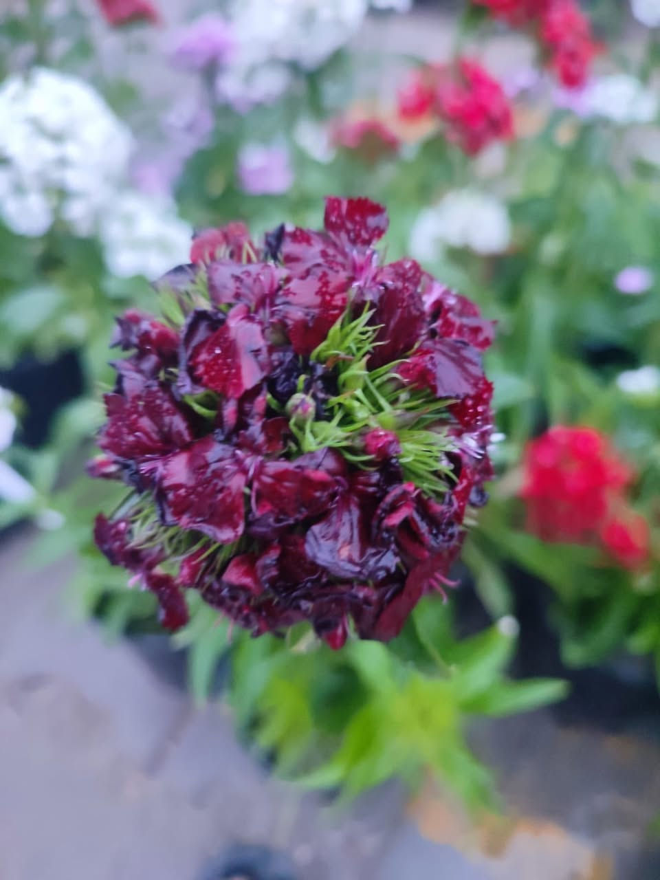 #الديوانية هذا الشاب الطيب المحترم اسمه اموري صاحب مشتل
 عده انواع الورود والاشجار وحتى توصيل عده واسعاره كله بلاش 
توصيل عده ❤️ 
للاتصال ***********
