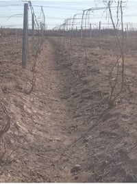 يوجد كادر شغل بساتين رفاس وكداد يوميه وكطعي 07817013160