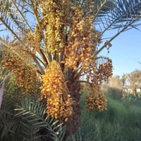 مزرعة • ٣٠٠٠م • طريق السنية زوار