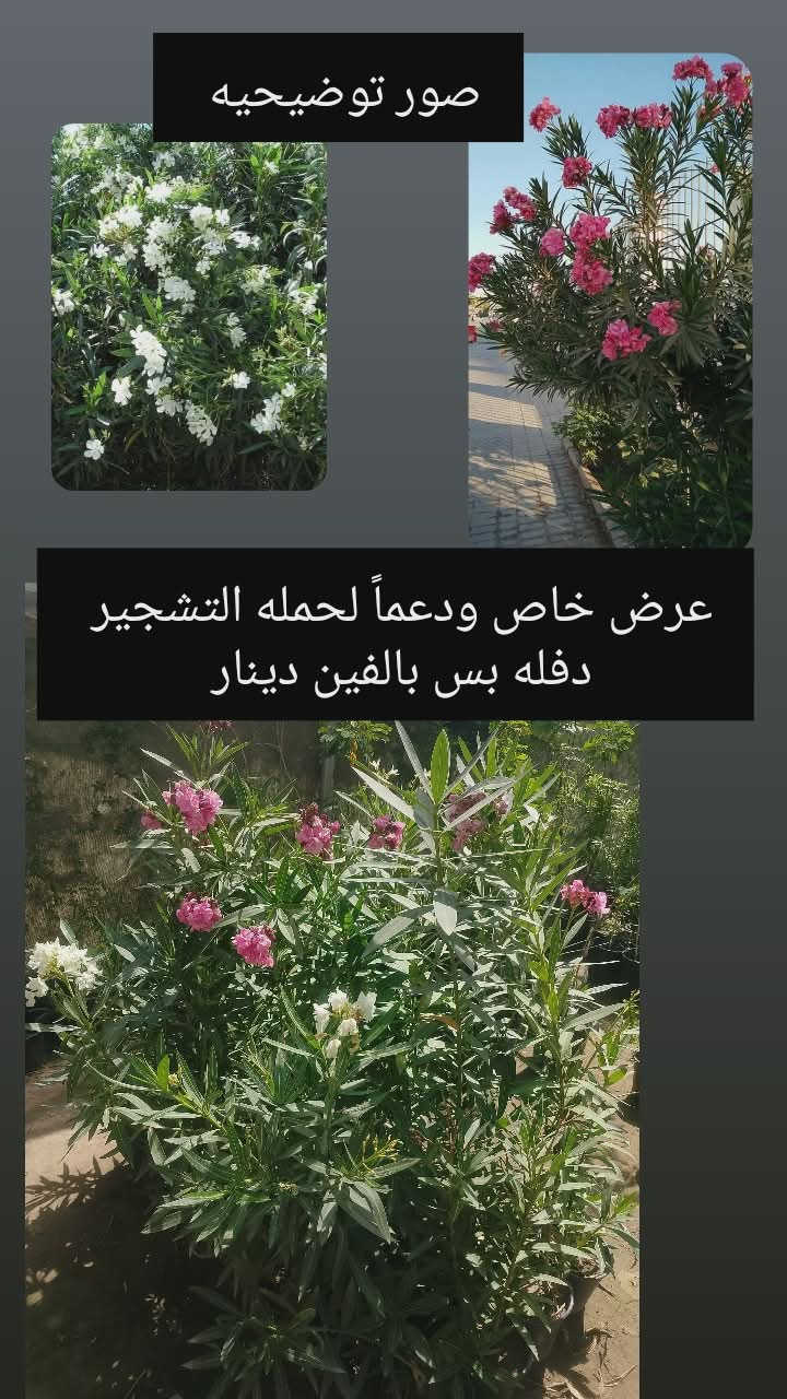 مع انطلاق حملات التشجير لجعل 🇮🇶#العراق_أخضر🌲🌲
حيدر الاكرع للمنظفات والكوزمتك 
يعلن لكم مشتل الانوار 
دعماً لحملات التشجير بتخفيض الأسعار 
👈توفر انوع الأشجار 
الزينه 🌷 والضلية🌲🌳 والمنزلية🪴
📍العنوان 👈الصويرة //الشارع العام قرب مطعم هنداس//مجاور سيراميك ابو زهراء 
👈👈تتوفر خدمة توصيل 🛻🛻


**إذا كنت صاحب هذا الإعلان وتريد حذفه لأي سبب، رجاءا أرسل رسالة إلى الدعم الفني**