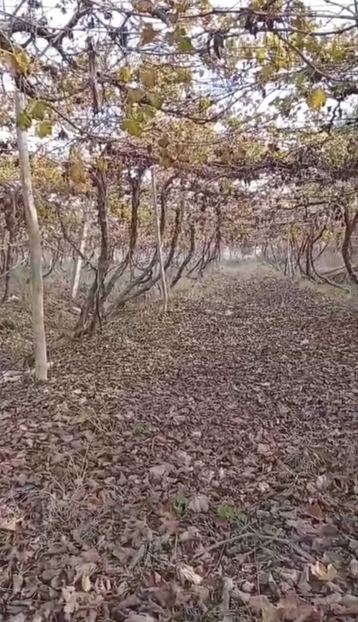 على بركة الله ♥

شهر 1 سوف يتوفر اشجار عنب امايات كلها حمالة وجاهزة للزراعة 

#الاصناف 
حلواني 
كمالي
كشمش بدون فرصم

الكمية كبيرة ان شاء الله واسعار مناسبة 

للحجز المسبق الاتصال على الرقم 

*********** مشتل ابوبكر 

عنوان الفرع الاول القائم حصيبة شارع الحشاشات 

عنوان الفرع الثاني شارع البالات قرب مجمع روز الطبي شارع ابو رندة القديم
