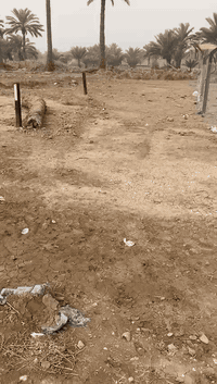 الحمزه الغربي • ٣٦٣م • طابو زراعي