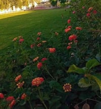 متوفر حجز مزرعتي زعفرانيه مطله ع نهر دجله  مزرعه دجله الخير متوفر الخم...