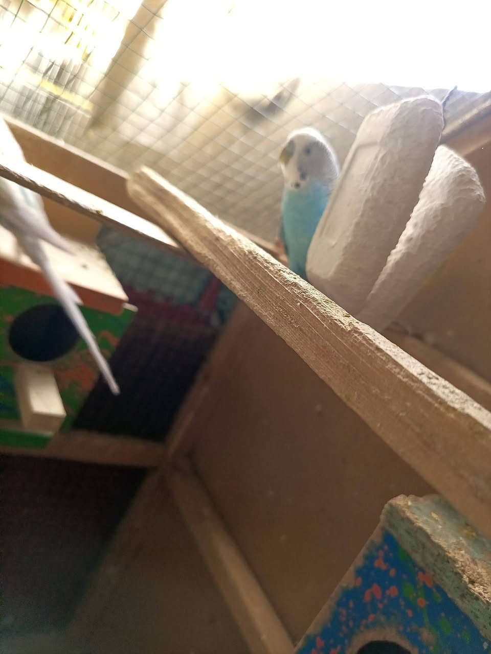 سلام عليكم عندي طيور حب للبيع زوجين متزوجات وجواهن بيض وفروخ الشراي ينطي السعر بل يرضي الله علما القفص مو للبيع ***********
‏‪***********‬‏
