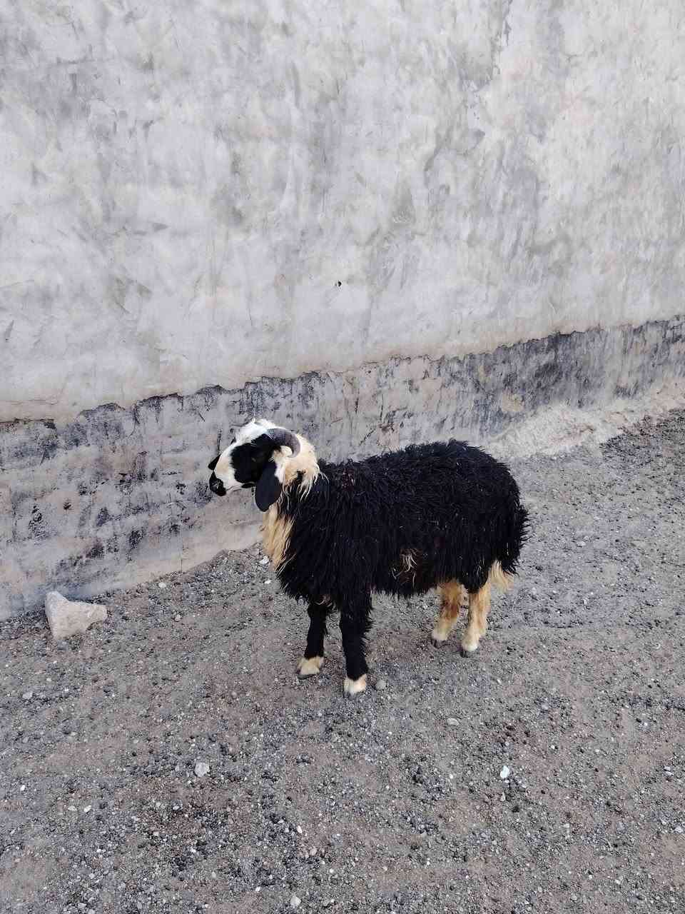 سلام عليكم
يوجد طلي ذبح سمان لحم و ربط شرط النصاحه المكان بيجي حي العصري الشراي يخابرني عله رقم ***********
