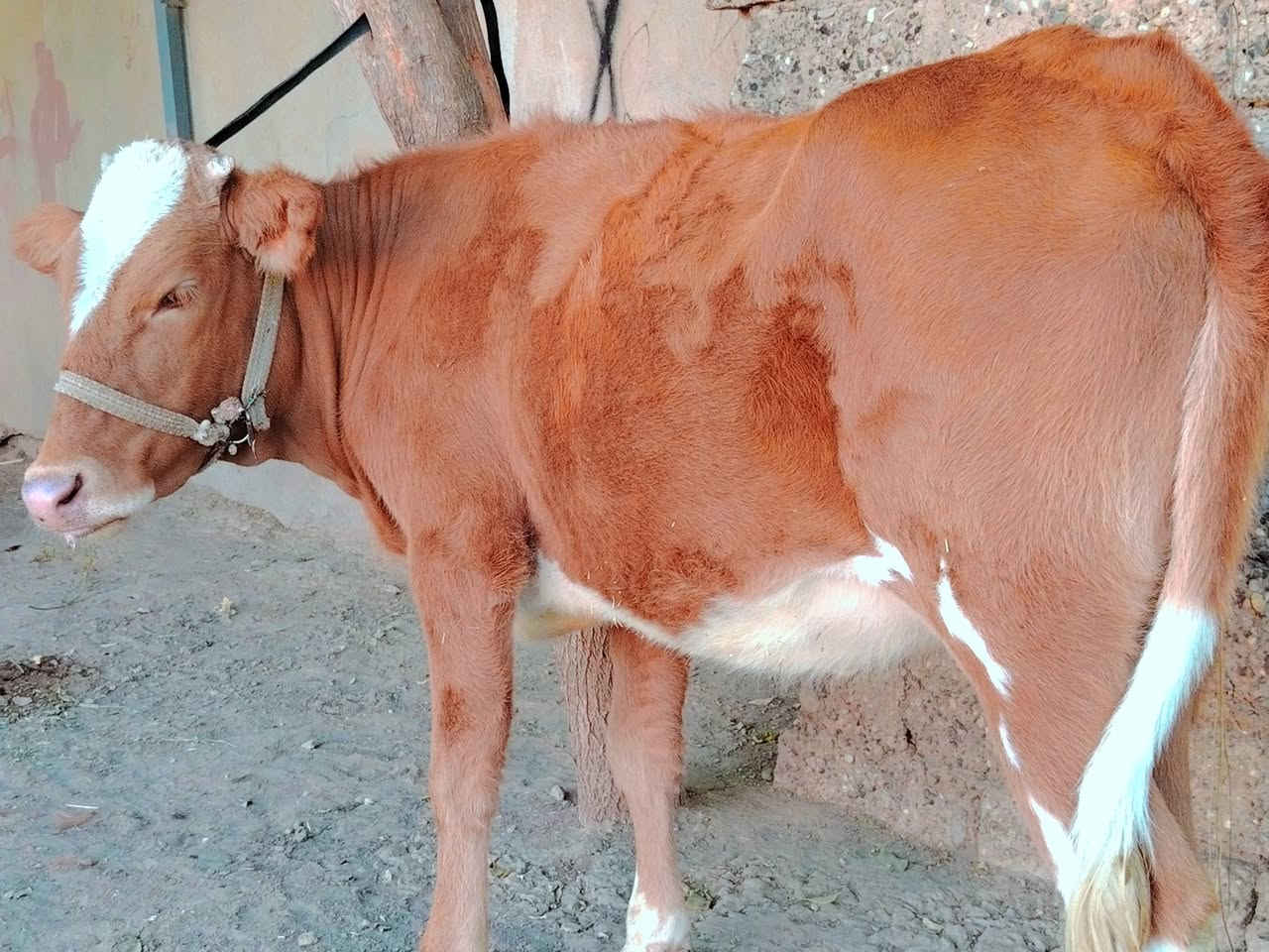 بسم الله ماشاء الله
بچر كاملة على باب صراف

هولندية الاصلية  ام الصرة 
 
بچر درجى اولى  مال جنيه   

شرط اچل وشرب ونصاحة فول 

المكان  صلاح  الدين الشرقاط الخضرانيه

***********
***********
