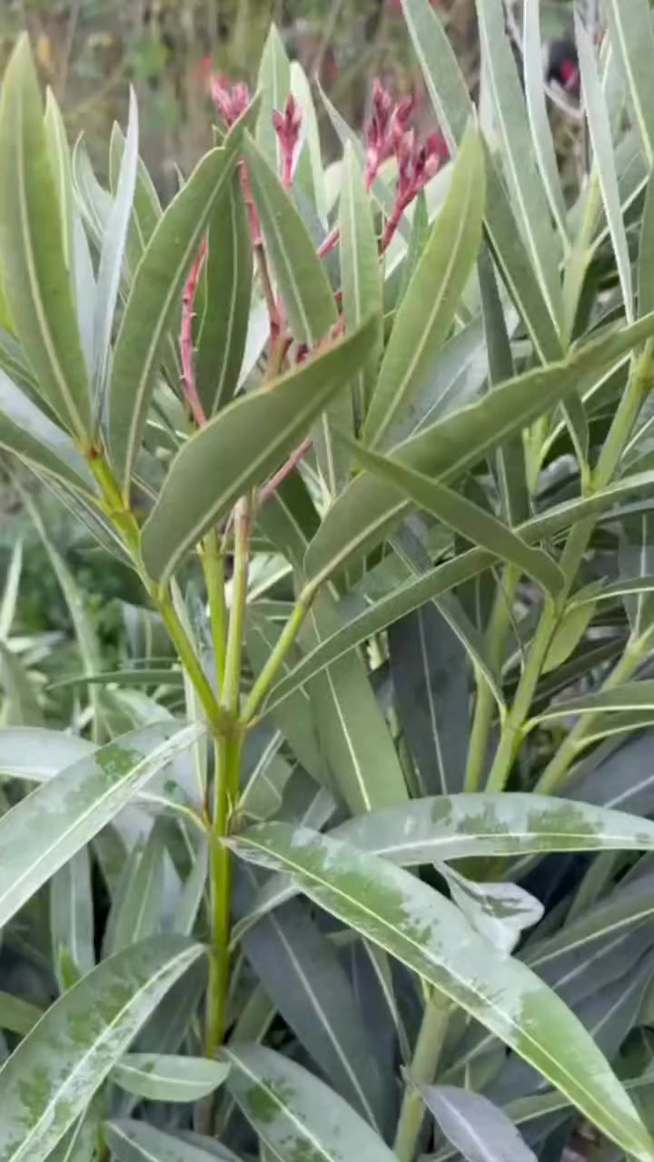 الهم صلِّ على محمد وآل محمد 
مشتل لونا #قضاءالهوير قرب محطه تعبه وقود لؤلؤه السيف المشيده


**إذا كنت صاحب هذا الإعلان وتريد حذفه لأي سبب، رجاءا أرسل رسالة إلى الدعم الفني**