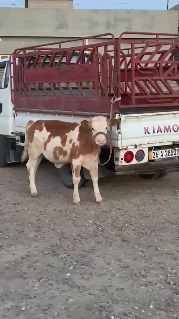 السلام عليكم بكر سيمتال أول بطن وراها حوليه درجه اولى خشانه فول رقم واحد ضالمها التصوير شطر ومواعين وحليب ودسامه ، المكان الشرقاط / قرية شكرا /***********
