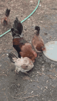 متاح 3 دجاجات وديج كويتي شمسي خط اول مكاني بغداد رقمي *********** موجود توصيل لكل المحافضات
