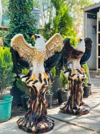 سنادين جاهزة • نباتات داخلية • توصيل صويرة