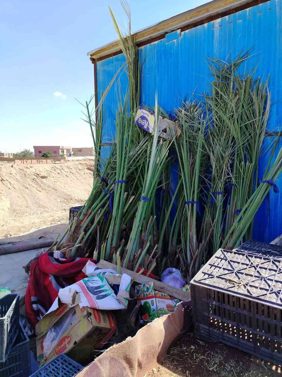 السلام عليكم اخوان نخل  خسته نوعيه جيده  للبيع  مكانه حقلانيه صاحب النخل ***********
