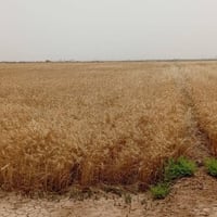 كاع للبيع • الكحلاء • قرب بترو جاينا