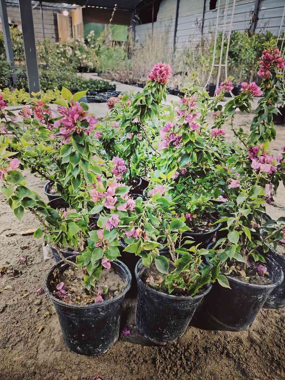 زبائننا الكرام
يتوفر في مشتل السراي انواع من الورد الجهنمي
-ورد جهنمي قزمي كبار وصغار
 مع 
ورد جهنمي كبار و متسلق


**إذا كنت صاحب هذا الإعلان وتريد حذفه لأي سبب، رجاءا أرسل رسالة إلى الدعم الفني**