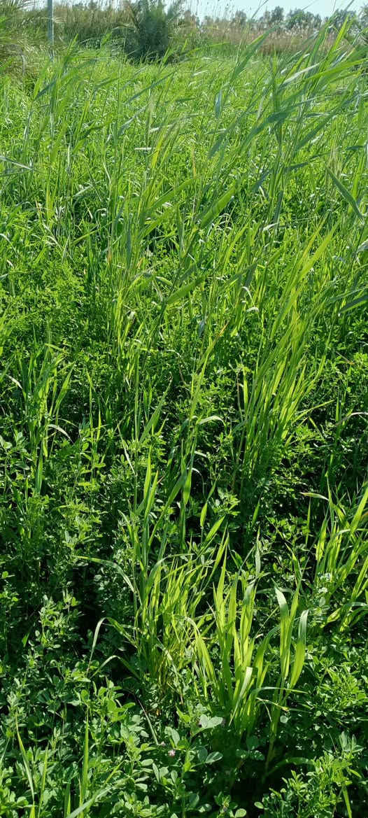 السلام عليكم  متاح 4دوانم جت معه كصيل حش وحده البيع طريق ابو الماش  الستفسار ***********
