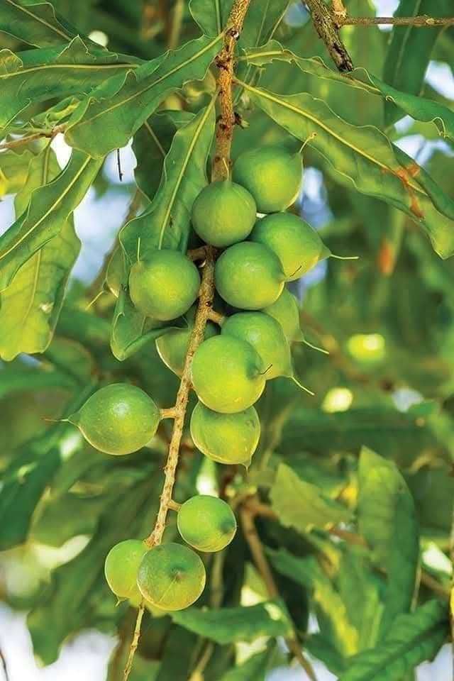 🌿✨ متوفر الآن في مشتل الشاهين الزراعي
شتلات شجرة المكدميا (جوز المكاديميا) 🌰🌳

من أرقى وأغلى أشجار المكسرات في العالم، تتميز بسرعة نموها وجمال أوراقها وإنتاجها لثمار المكاديميا اللذيذة والغنية بالفوائد الغذائية 💚

✔️ مناسبة للحدائق والمزارع
✔️ شجرة دائمة الخضرة
✔️ إنتاج وفوائد غذائية عالية
✔️ تضيف منظر استوائي جميل للمكان

📍العنوان: بغداد – الدورة – الشارع المقابل لعلاوي الرشيد قرب شركة دجلة للمشروبات الغازية خلف منطقة أبو دشير
📞 ***********
📲 واتساب متوفر

يوجد توصيل لجميع مناطق العراق بعد تحويل المبلغ على بطاقة ماستر كارد 

🌱 زورونا وتعرفوا على الأصناف المميزة والمتوفرة باستمرار في مشتل الشاهين الزراعي 🌿
