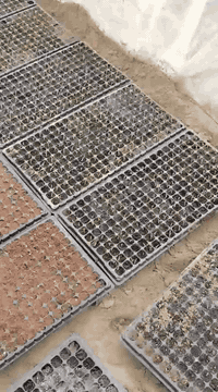 بيتموس أغصان الزيتون الزراعية ، سرعة انبات البذور معدل ونسبة انبات تام...