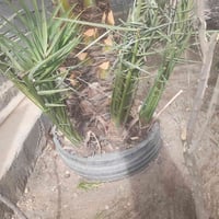 نخلات للبيع • صنف معموري