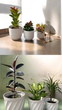 بابونج • ٣ نباتات ظلّية • توصيل مجاني الموصل